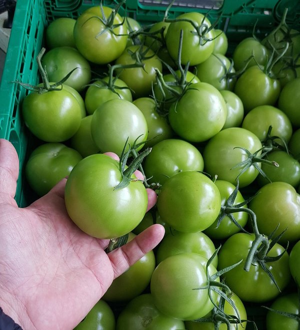 Tomate VERTE (pas mûre) GRTA /kg